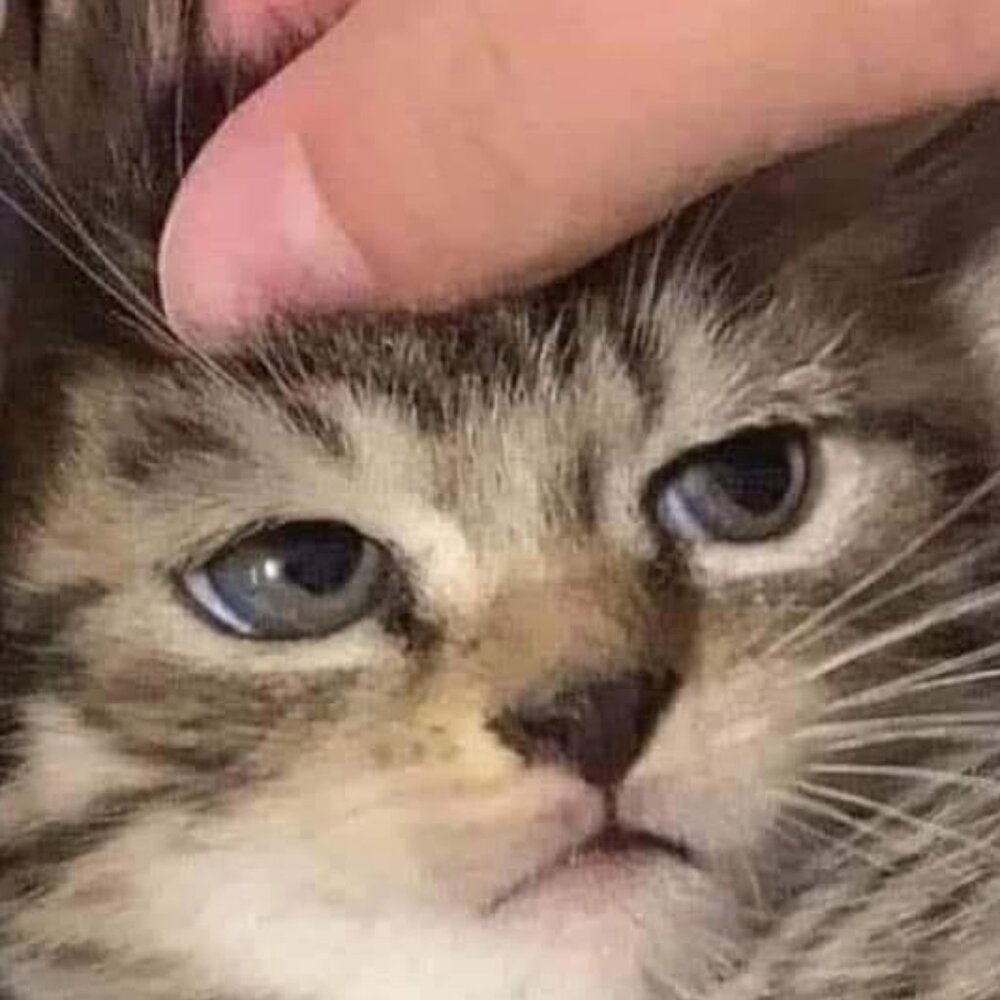 Meet your Posher, Ross